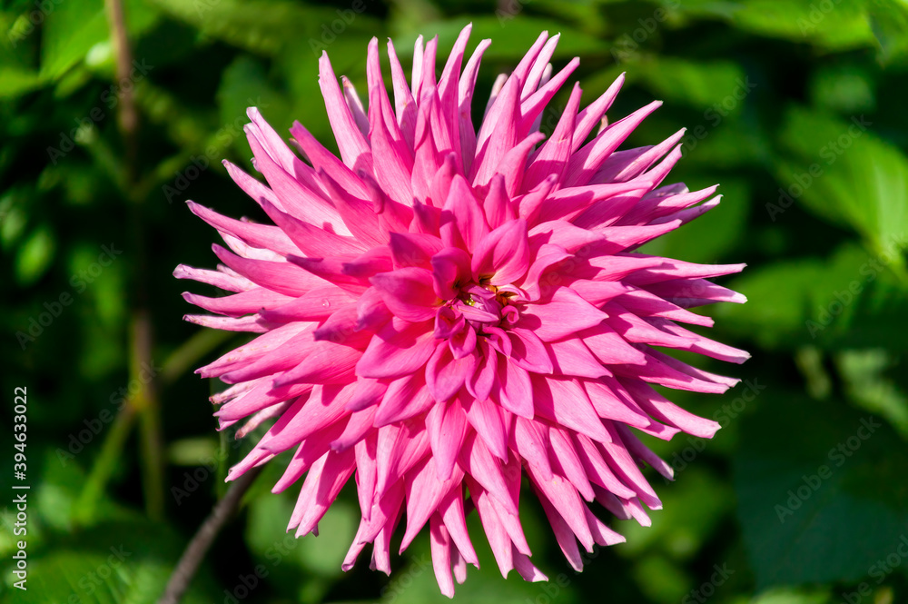 Dahlia 'Parkland Rave' a pink flower summer flower tuber plant, stock photo image Dahlia 'Parkland Rave' a pink flower summer flower tuber plant, stock photo image