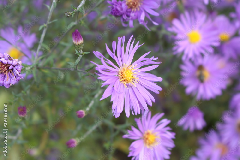 Fototapeta premium Blue wood- aster blooms in autumn in gardens and parks