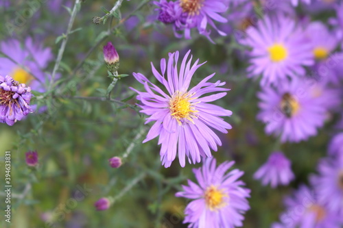 Blue wood- aster blooms in autumn in gardens and parks