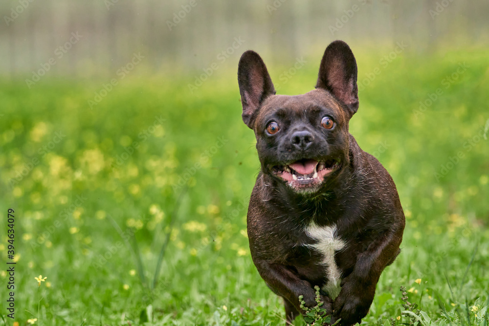 brown colored french bulldog breed dog happy while running and playing on a green field outdoors