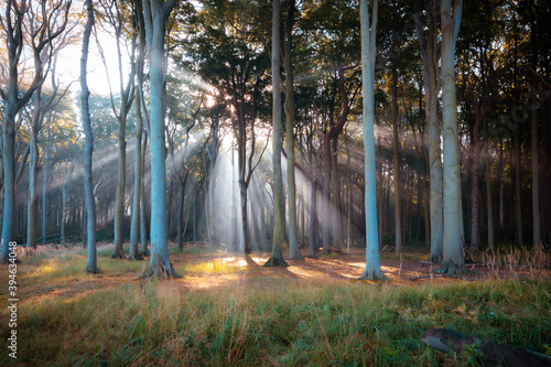 Die Sonne strahlt durch Nebel in einen Wald im Herbst