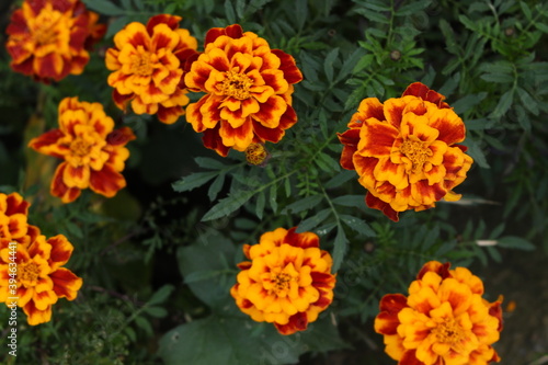 
Bright yellow and orange marigolds decorate the autumn garden