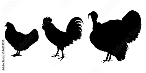 Chicken, rooster and turkey Black silhouettes. Poultry, farm bird graphic design with hen, cock and gobbler icon set. Vector illustration.