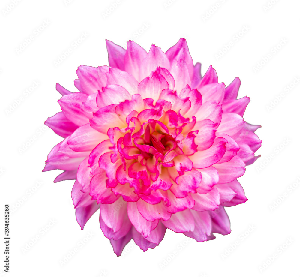 Garden decorative flower Dahlia pink Garden decorative flower Dahlia pink