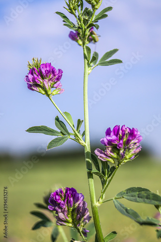 Alfalfa  Medicago sativa  also called lucerne  is a perennial flowering plant in the pea family.