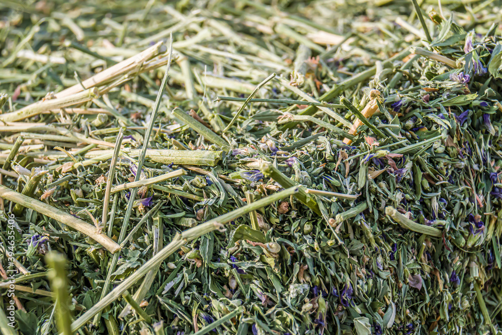 Fresh alfalfa hay as background