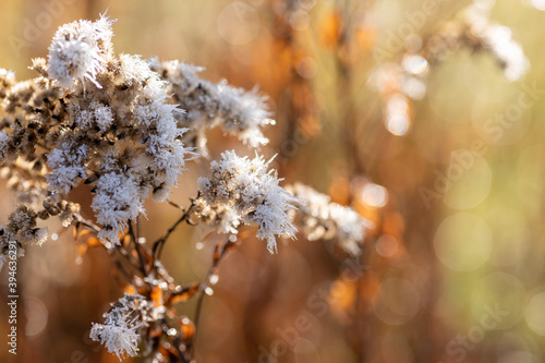 Winter Nahaufnahmen von gefrorenen Pflanzen