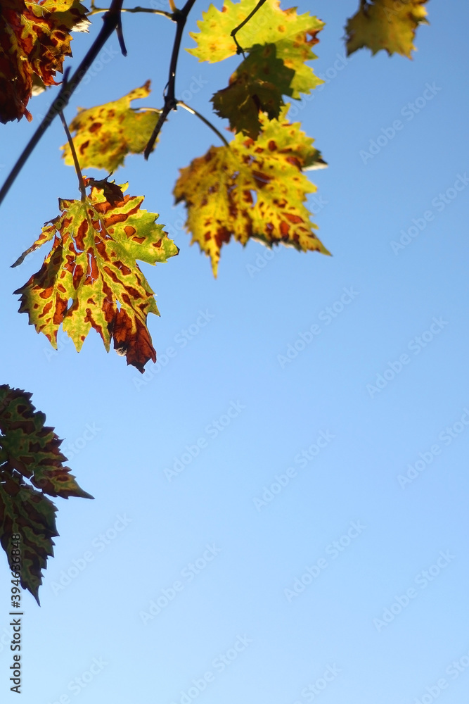 Colorful autumn leaves and bright blue sky. Selective focus. Colorful autumn leaves and bright blue sky. Selective focus.