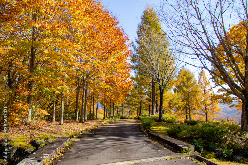 綺麗に色づく秋の公園