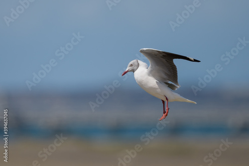 Chroicocephalus cirrocephalus cirrocephalus