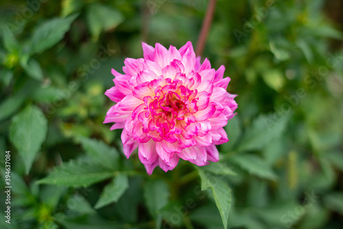 Garden decorative flower Dahlia pink