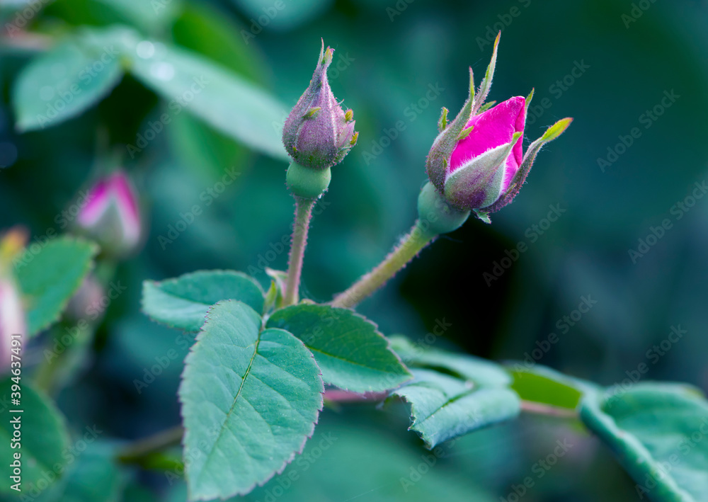 red rose bud on a green background red rose bud on a green background
