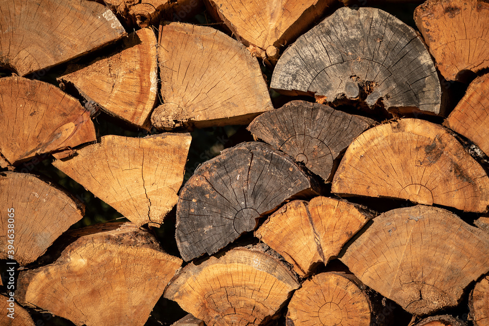 Close up. Cut down tree trunks on a pile in a forest. Circles of the tree. Old branches. Close up. Cut down tree trunks on a pile in a forest. Circles of the tree. Old branches.