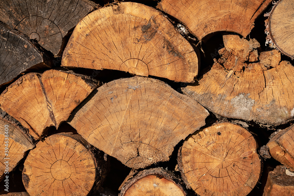 Naklejka premium Close up. Cut down tree trunks on a pile in a forest. Circles of the tree. Old branches.