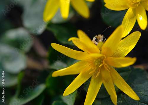 Fototapeta Naklejka Na Ścianę i Meble -  bee sitting on a small yellow meadow flower