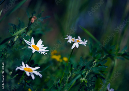delicate flower of white wild chamomile on a green background