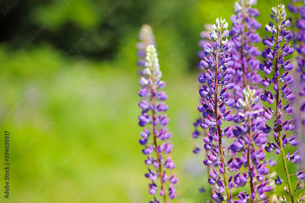 Naklejka premium delicate beautiful flowers purple lupins. spring background close-up