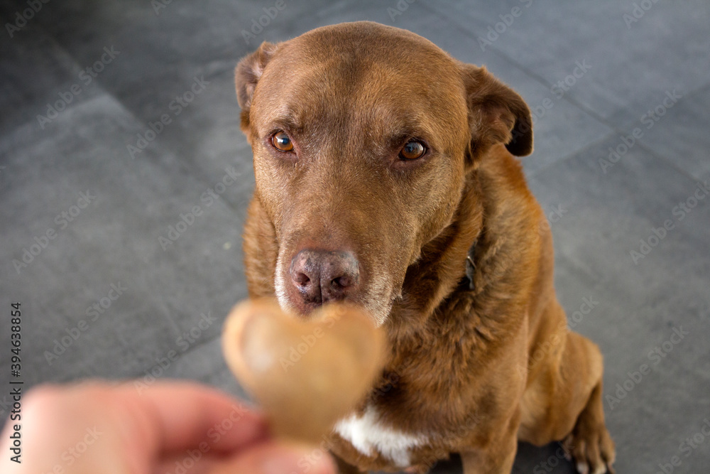 Big brown dog getting a cookie. Human hand with heart shape cookie. Selective focus. Gray background. 

