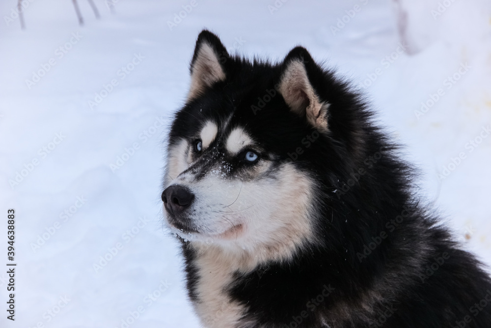 siberian husky puppy on the snow. isolated animal pet on white background. winter sport sled dog racing
