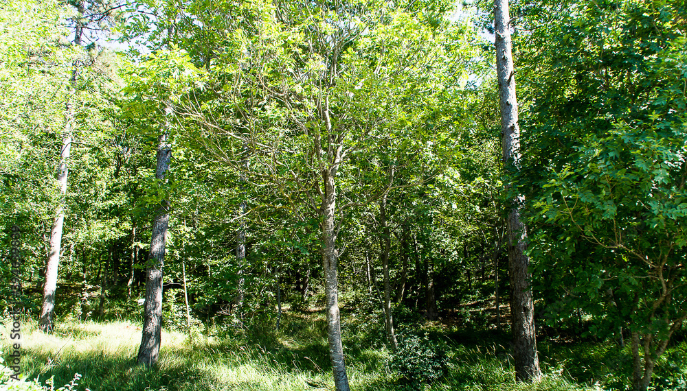 Obraz premium Nel Bosco in estate
