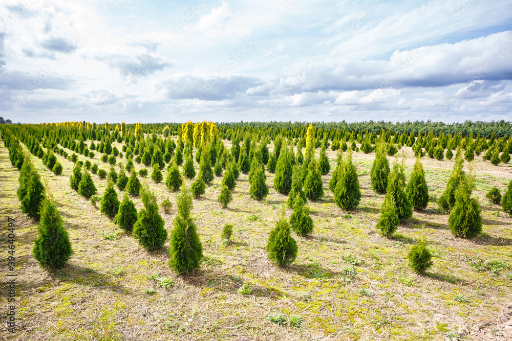 rows of young conifers in greenhouse with a lot of plants on plantation rows of young conifers in greenhouse with a lot of plants on plantation