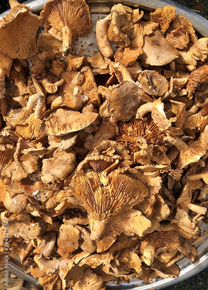 View of mushrooms in farmer's market in Istanbul, Turkey. View of mushrooms in farmer's market in Istanbul, Turkey.