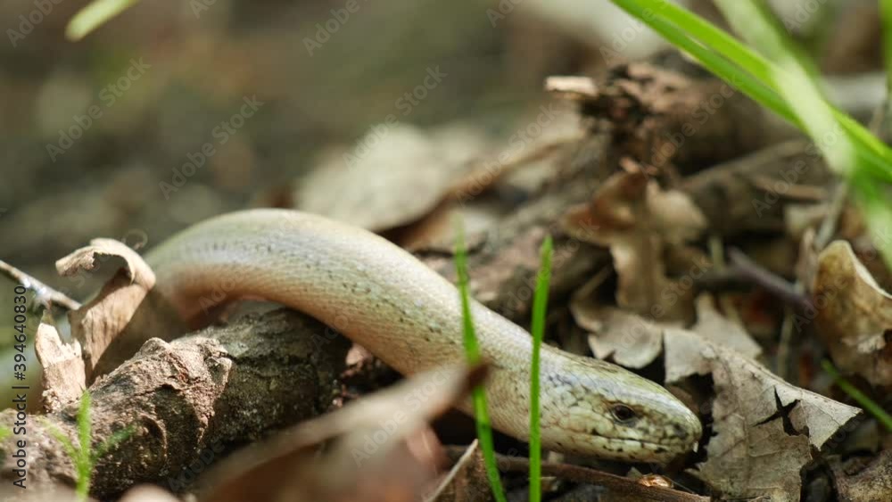 Ringelnatter schlängelt sich über den Waldboden Ringelnatter schlängelt sich über den Waldboden