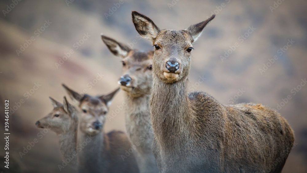 Four female deer standing close together, close up looking the at the camera