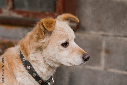 sad ginger dog in a collar on a brick wall background