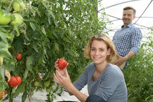 Farmer couple harvests tomatoes in the greenhouse