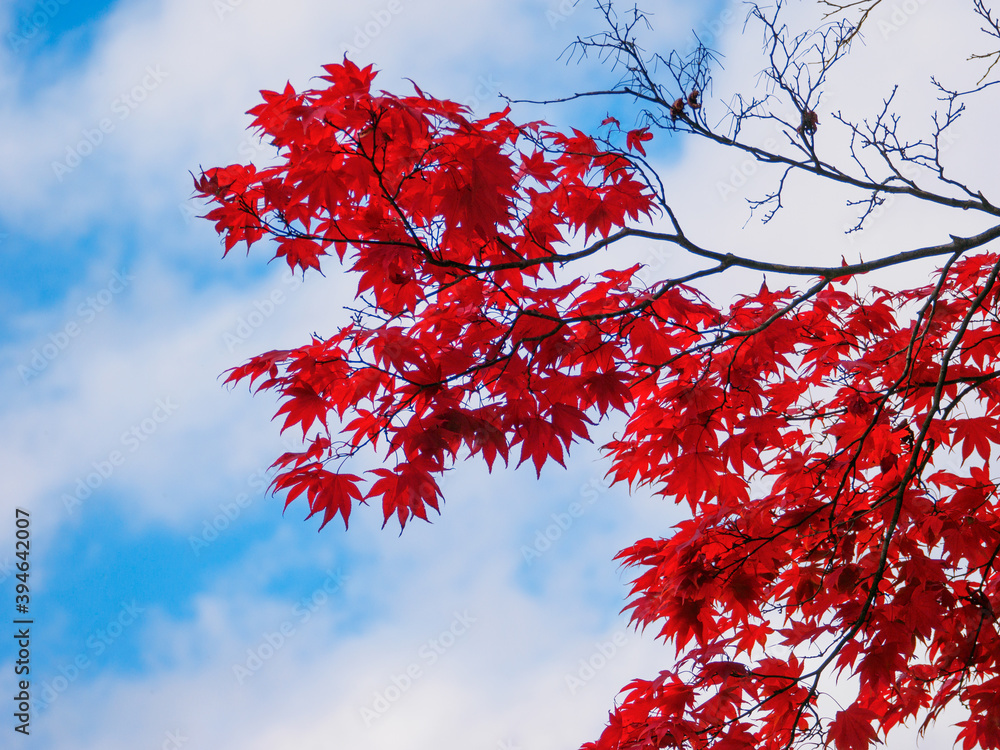 Autumn leaves in blue sky (Tochigi, Japan) Autumn leaves in blue sky (Tochigi, Japan)