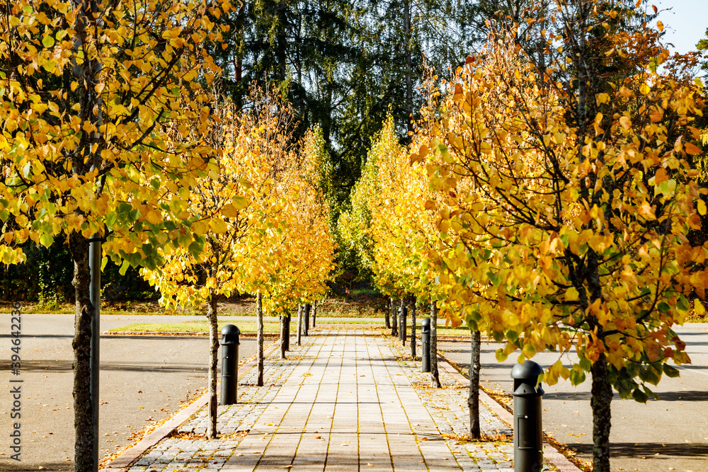 Naklejka premium Autumn scenery - alley with small trees in a park