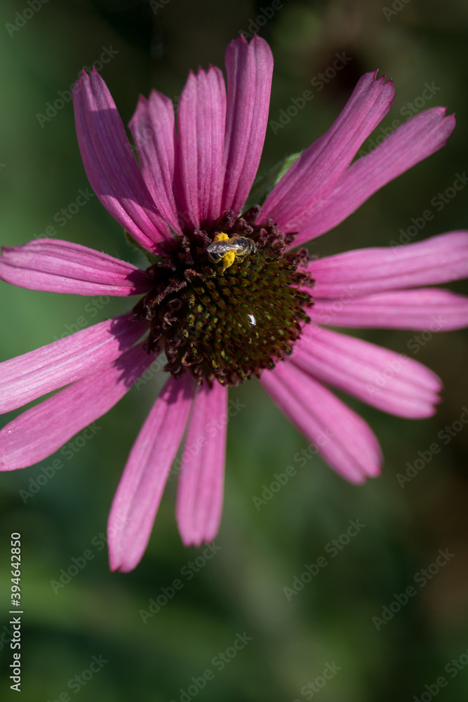 Tiny bee on flower Tiny bee on flower