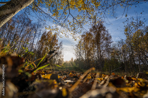 beautiful forest with sunshine in autumn and colorful leafs