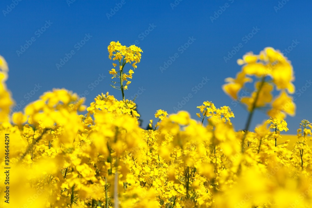 rapeseed canola or colza on blue sky background rapeseed canola or colza on blue sky background