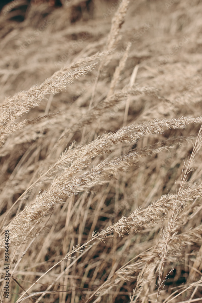 Field of golden dry festuca grass. Autumn landscape in sunlight. Closeup of fading wild meadow plants. Selective focus, blurred background. Seasonal nature concept. Field of golden dry festuca grass. Autumn landscape in sunlight. Closeup of fading wild meadow plants. Selective focus, blurred background. Seasonal nature concept.