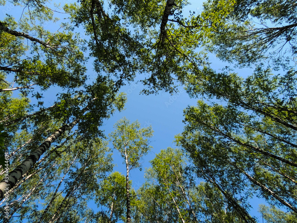 Crowns of green trees against a blue sky Crowns of green trees against a blue sky