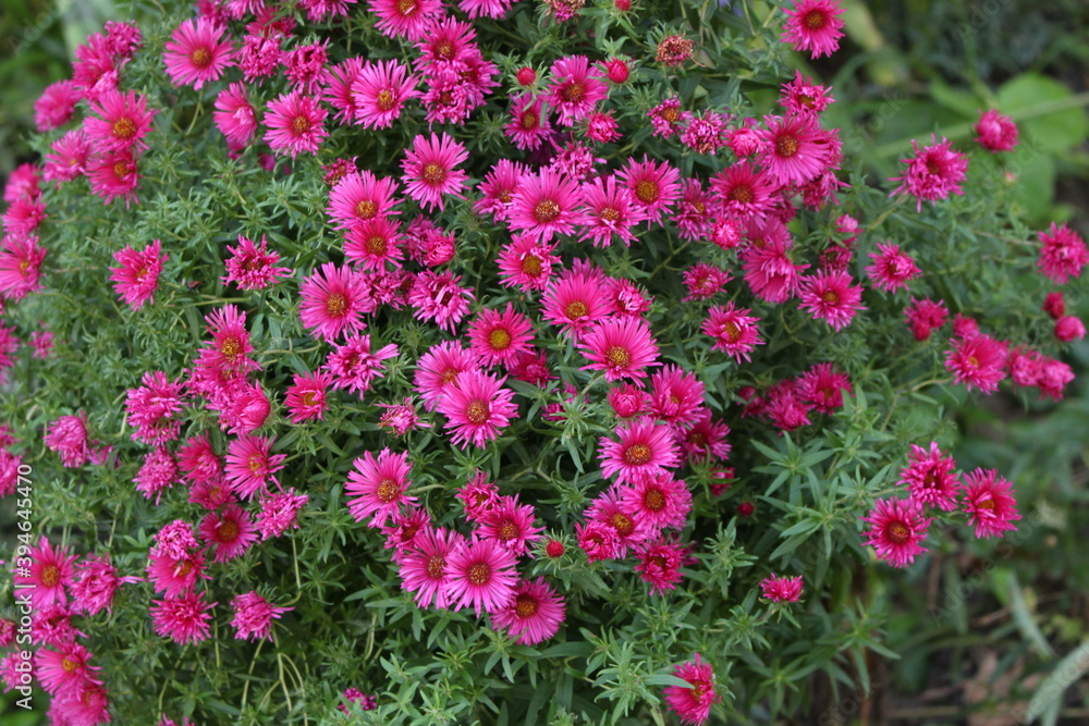 Fototapeta premium Pink chrysanthemums bloom on a sunny autumn day. Natural beauty.