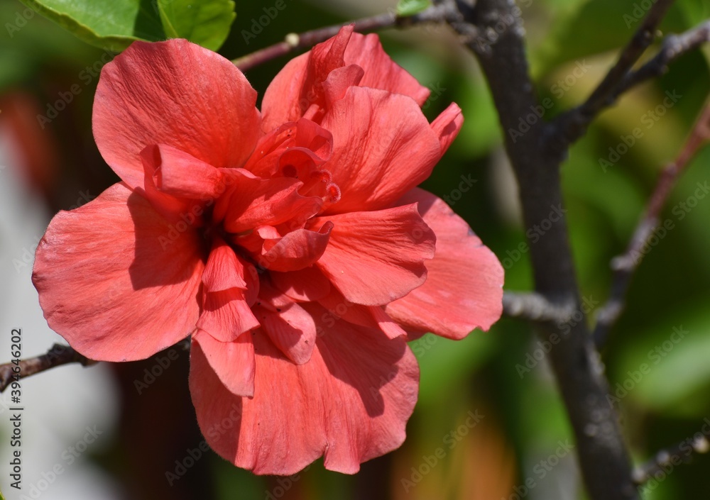 Close up of a beautiful red flower in a garden Close up of a beautiful red flower in a garden