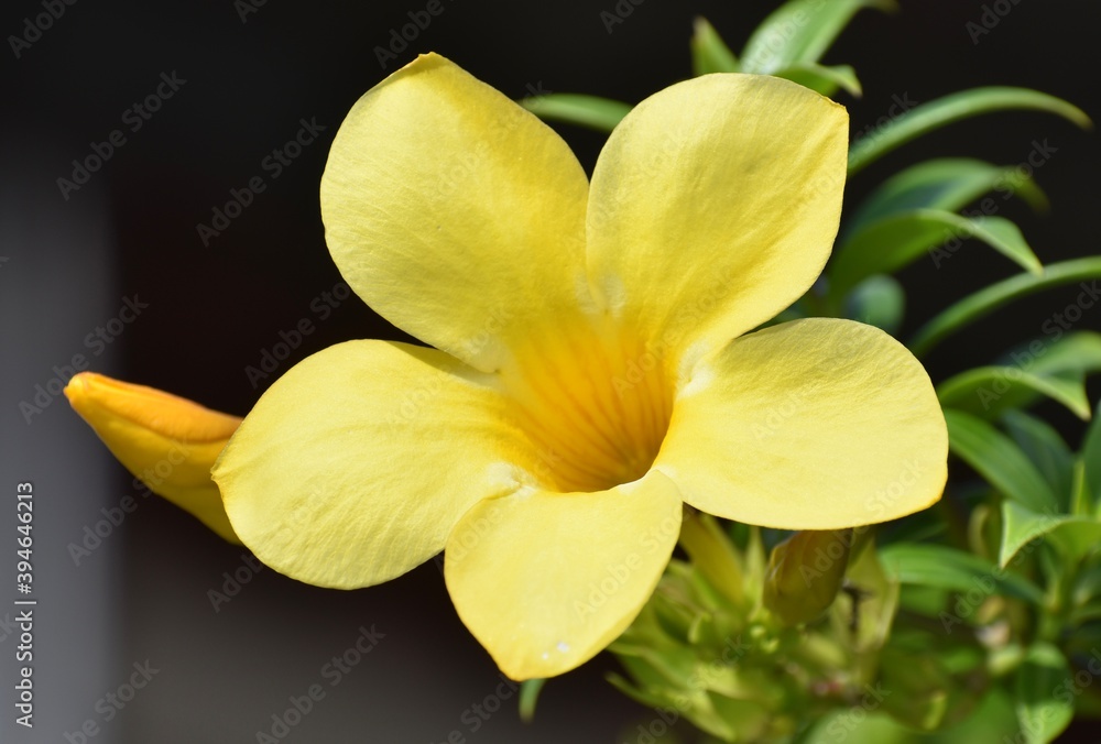 Fototapeta premium Beautiful yellow allamanda flower blossoming in a garden