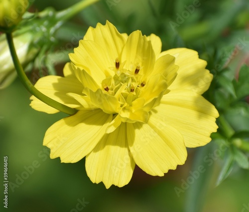 Close up of a pretty yellow flower in a garden