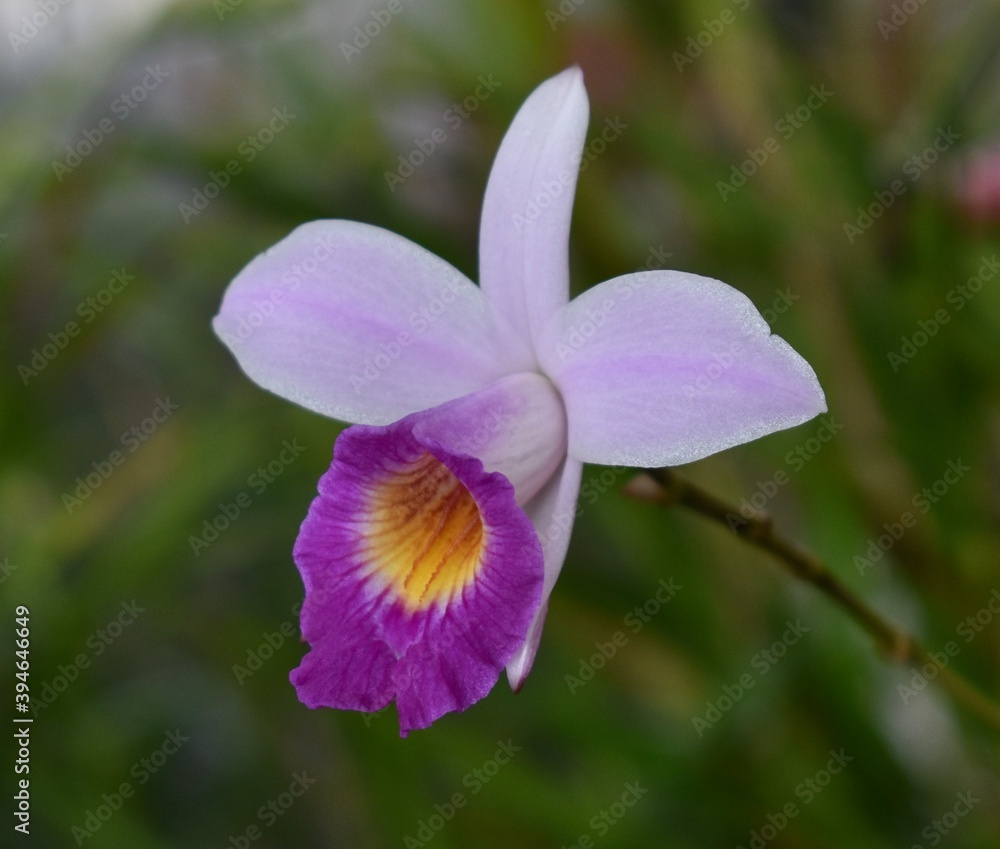 Beautiful violet bamboo orchid blooming in a tropical garden Beautiful violet bamboo orchid blooming in a tropical garden