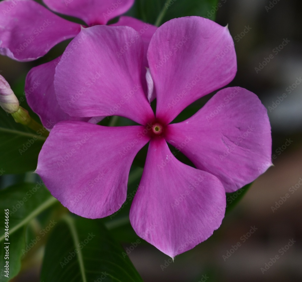 Close up of a beautiful periwinkle flower Close up of a beautiful periwinkle flower