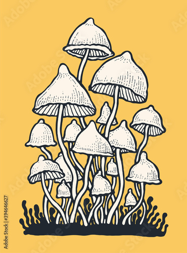 Psilocybin hallucinogenic magic mushrooms. Hand drawn design element. Engraving style. Vector illustration