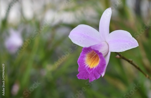 Pretty violet bamboo orchid in a tropical garden