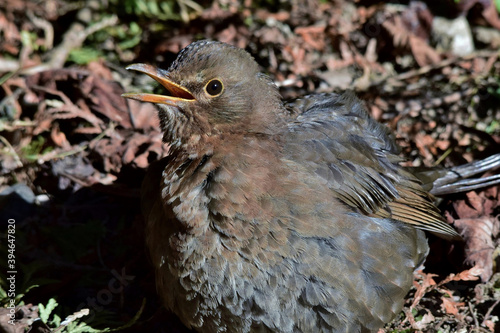 Eine Amsel mit geöffnetem Schnabel (Makro) photo