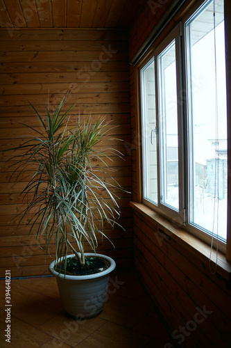 close up of green leaves of dracaena marginata bicolor