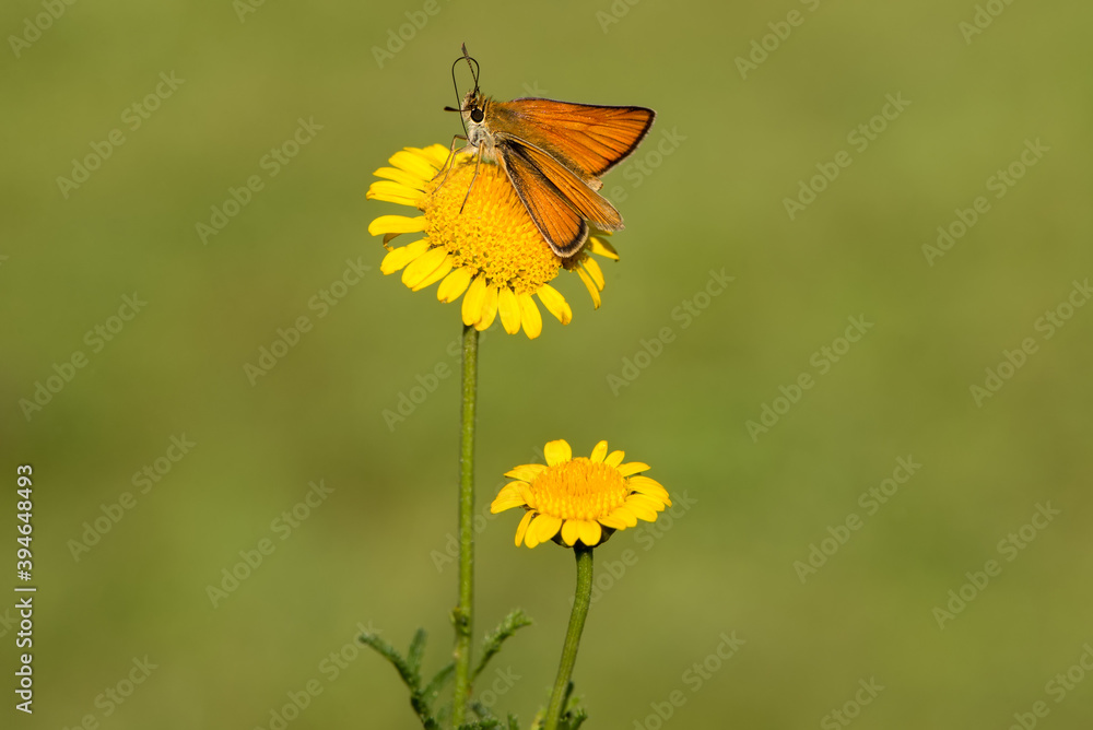 Damas immaculata butterfly collects nectar on a forest yellow flower