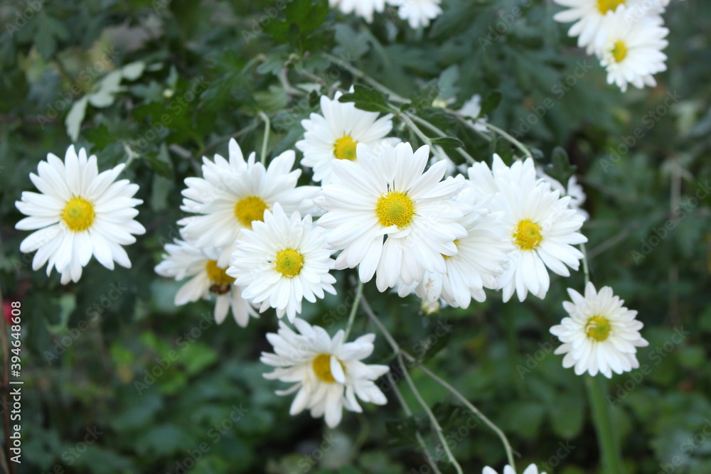 Obraz premium Autumn chrysanthemums are blooming in the garden. They look like summer daisies