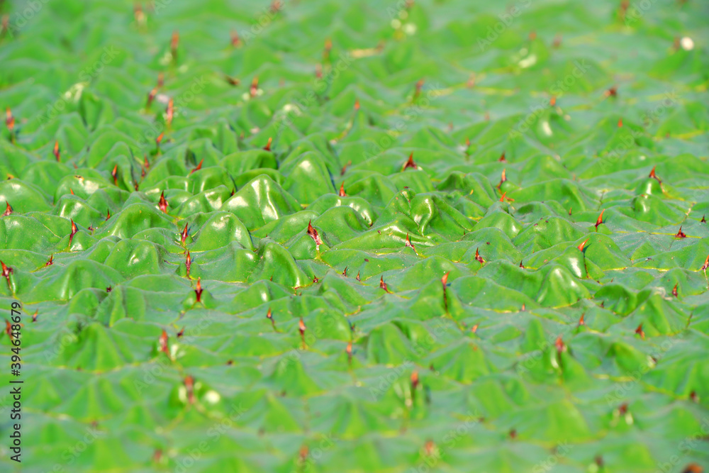 Aquatic Plants - Euryale ferox in Ponds, North China Aquatic Plants - Euryale ferox in Ponds, North China